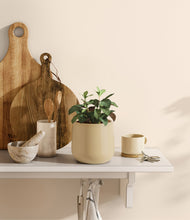 Load image into Gallery viewer, Almond Green
