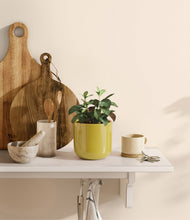 Load image into Gallery viewer, Mustard
