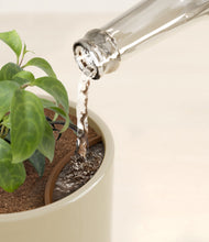 Load image into Gallery viewer, Sage Green stand:all
