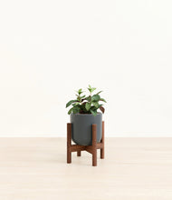 Load image into Gallery viewer, Black Pagoda Plant
