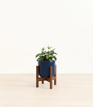 Load image into Gallery viewer, Black Pagoda Plant
