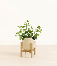 Load image into Gallery viewer, Almond Green stand:bamboo
