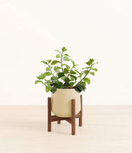 Load image into Gallery viewer, Almond Green stand:walnut
