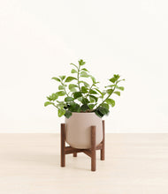 Load image into Gallery viewer, Eternal Gray stand:walnut
