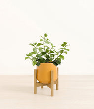 Load image into Gallery viewer, Mustard stand:bamboo
