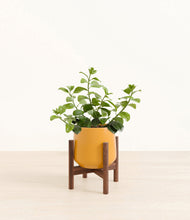 Load image into Gallery viewer, Mustard stand:walnut
