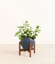 Load image into Gallery viewer, Deep Navy stand:walnut
