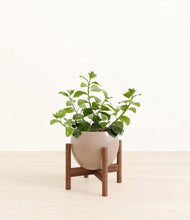 Load image into Gallery viewer, Desert Brown stand:walnut
