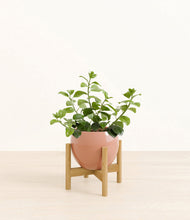 Load image into Gallery viewer, Calm Rose stand:bamboo
