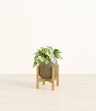 Load image into Gallery viewer, Olive stand:bamboo
