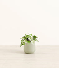 Load image into Gallery viewer, Turquoise*****Profile
