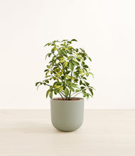 Load image into Gallery viewer, Sage Green*****Profile
