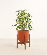 Load image into Gallery viewer, Earth Red stand:walnut
