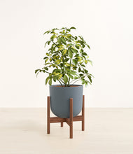 Load image into Gallery viewer, Iron Gray stand:walnut
