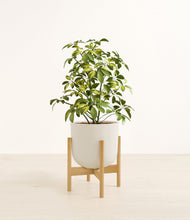Load image into Gallery viewer, Natural Bamboo stand:bamboo
