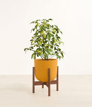 Load image into Gallery viewer, Sunset Orange stand:walnut
