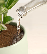 Load image into Gallery viewer, Turquoise stand:all
