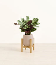 Load image into Gallery viewer, Eternal Gray stand:bamboo
