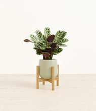 Load image into Gallery viewer, Turquoise stand:bamboo
