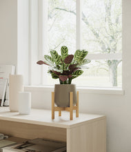 Load image into Gallery viewer, Olive stand:bamboo
