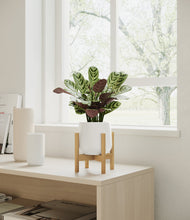 Load image into Gallery viewer, White stand:bamboo
