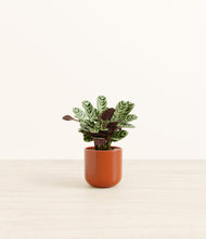 Load image into Gallery viewer, Glossy Red*****Profile
