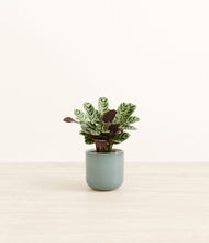 Load image into Gallery viewer, Reactive Aqua*****Profile
