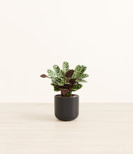 Load image into Gallery viewer, Stone Black*****Profile
