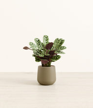 Load image into Gallery viewer, Olive*****Profile
