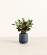 Load image into Gallery viewer, Deep Navy*****Profile
