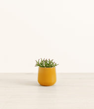 Load image into Gallery viewer, Mustard*****Profile
