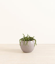 Load image into Gallery viewer, Winter Clouds*****Profile
