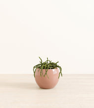 Load image into Gallery viewer, Calm Rose*****Profile
