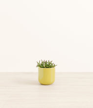 Load image into Gallery viewer, Key Lime Yellow*****Profile
