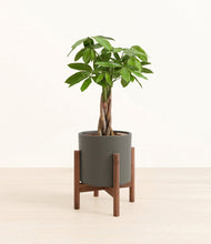 Load image into Gallery viewer, Dark Olive stand:walnut

