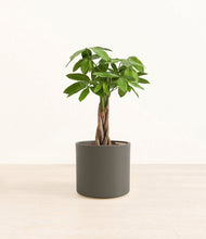 Load image into Gallery viewer, Dark Olive*****Profile
