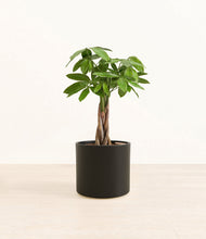 Load image into Gallery viewer, Black*****Profile
