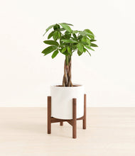 Load image into Gallery viewer, White stand:walnut
