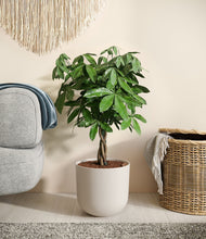 Load image into Gallery viewer, Natural Bamboo
