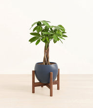 Load image into Gallery viewer, Deep Navy stand:walnut
