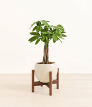 Load image into Gallery viewer, Shiny EggWhite stand:walnut
