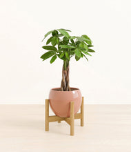 Load image into Gallery viewer, Calm Rose stand:bamboo
