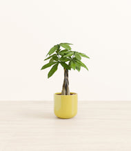 Load image into Gallery viewer, Key Lime Yellow*****Profile
