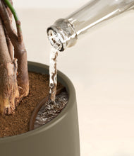 Load image into Gallery viewer, Olive stand:all
