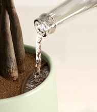 Load image into Gallery viewer, Lily Pad stand:all
