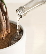 Load image into Gallery viewer, White stand:all
