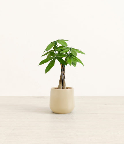 Almond Green*****Profile