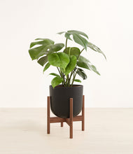 Load image into Gallery viewer, Stone Black stand:walnut
