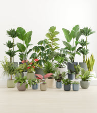 Load image into Gallery viewer, Patina
