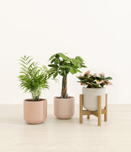 Load image into Gallery viewer, Peach Blossom stand:one_stand
